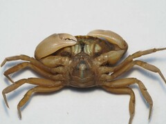 Rhithropanopeus harrisii