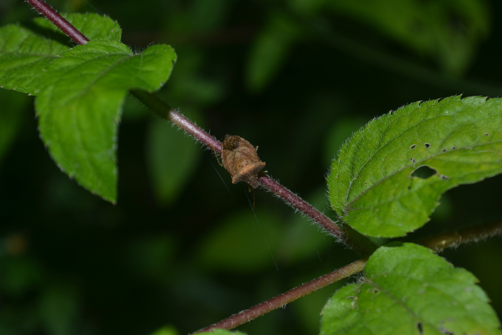 Adustonotus hansi