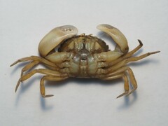 Rhithropanopeus harrisii