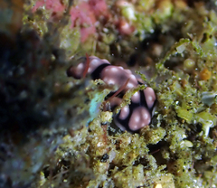 Phyllidiella pustulosa