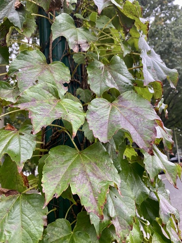 Parthenocissus tricuspidata