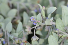 Mertensia maritima
