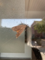 Lepidoptera