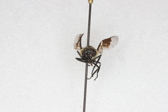 Chrysops excitans