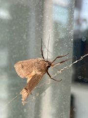 Lepidoptera