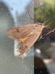 Lepidoptera