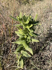 Lithospermum parviflorum