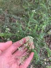 Ozothamnus diosmifolius