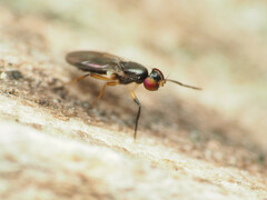Heteromeringia nitida