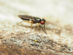 Heteromeringia nitida