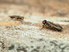 Heteromeringia nitida