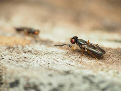 Heteromeringia nitida