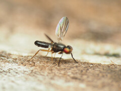 Heteromeringia nitida