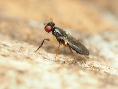 Heteromeringia nitida