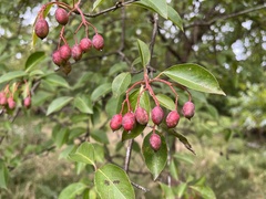 Viburnum prunifolium