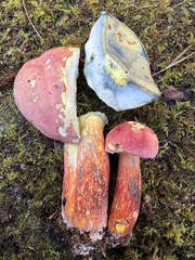 Lanmaoa pallidorosea