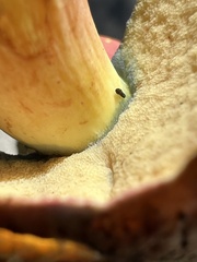 Lanmaoa pallidorosea