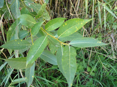 Salix lasiandra