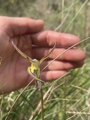 Lyperanthus suaveolens