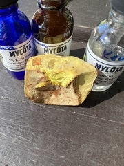 Lanmaoa pallidorosea