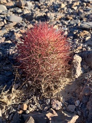 Echinomastus johnsonii