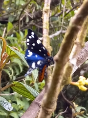 Ctenuchidia subcyanea