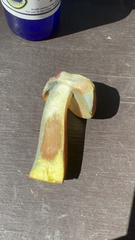 Lanmaoa pallidorosea