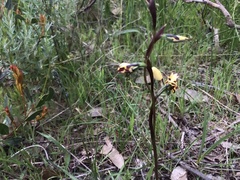 Diuris pardina