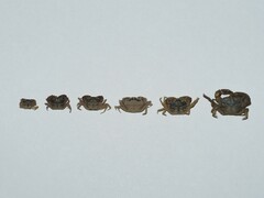 Rhithropanopeus harrisii