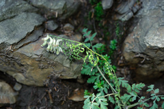 Corydalis ophiocarpa