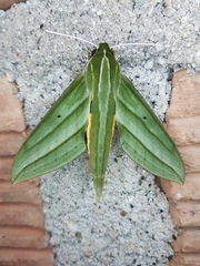 Xylophanes aristor