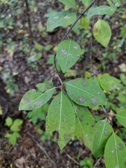 Viburnum prunifolium