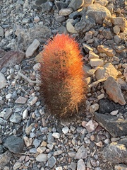 Echinomastus johnsonii