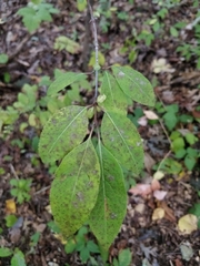 Viburnum prunifolium