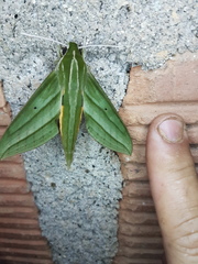 Xylophanes aristor