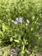 Chromolaena odorata
