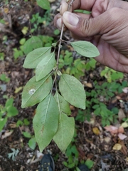 Viburnum prunifolium