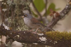 Junco phaeonotus