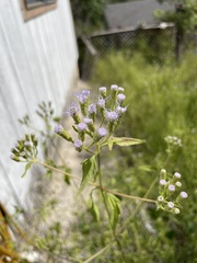 Chromolaena odorata