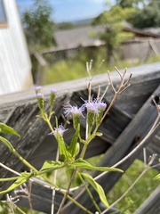Chromolaena odorata