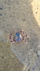 Mictyris longicarpus