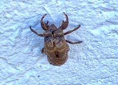 Cicadoidea
