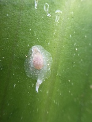 Pellucidaspis epiphytidis