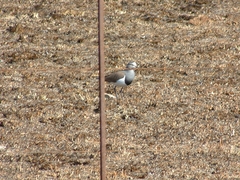 Vanellus melanopterus