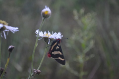 Sarbia damippe
