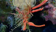 Clathria calla