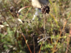 Dalea multiflora