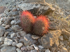 Echinomastus johnsonii