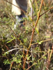 Dalea multiflora