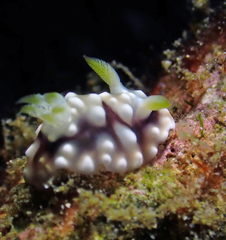 Goniobranchus geometricus